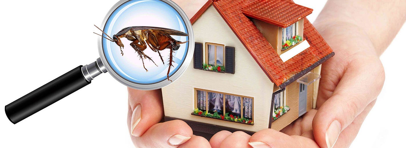 Sydney's Reliable Commercial Pest Control Solutions