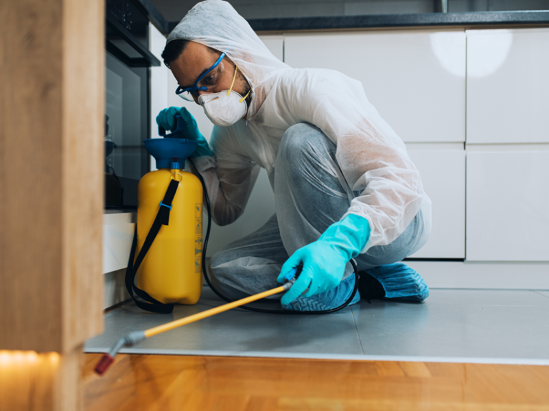 Keeping Your Space Pest-Free: Professional Pest Control Solutions
