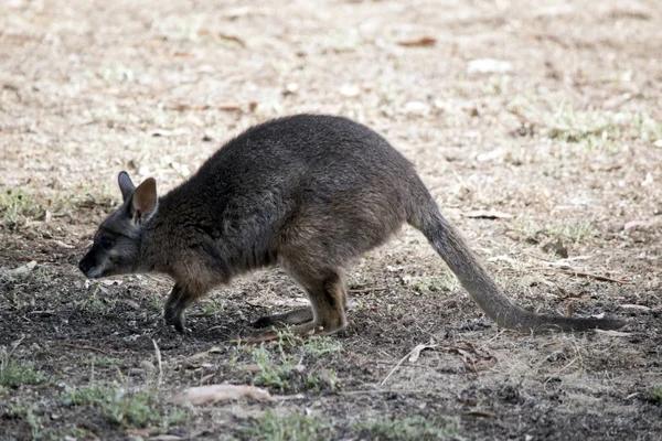 Effective Rodent Control Strategies for Sydney Homes